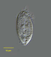 Image of Orthotrochilia Deroux ex Song 2003