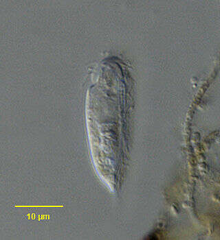 Image of Orthotrochilia Deroux ex Song 2003