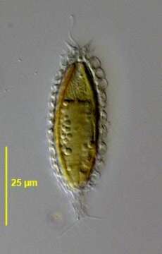 Image of Mallomonas insignis