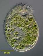 Image of Climacostomum virens