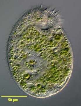 Image de Climacostomum virens