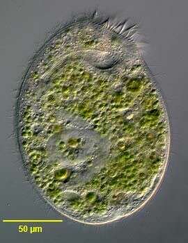 Image of Climacostomum virens