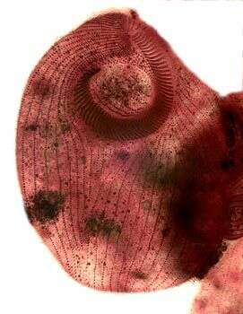 Image of Climacostomum virens