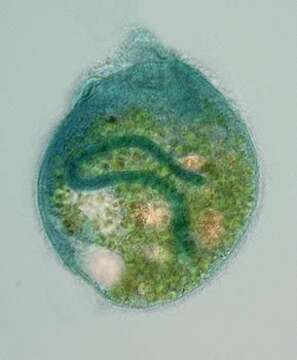 Image de Climacostomum virens