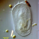 Image of Peritromus eurystomus Vacelet 1961