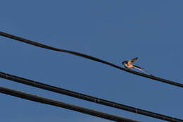 Image of Scissor-tailed Flycatcher