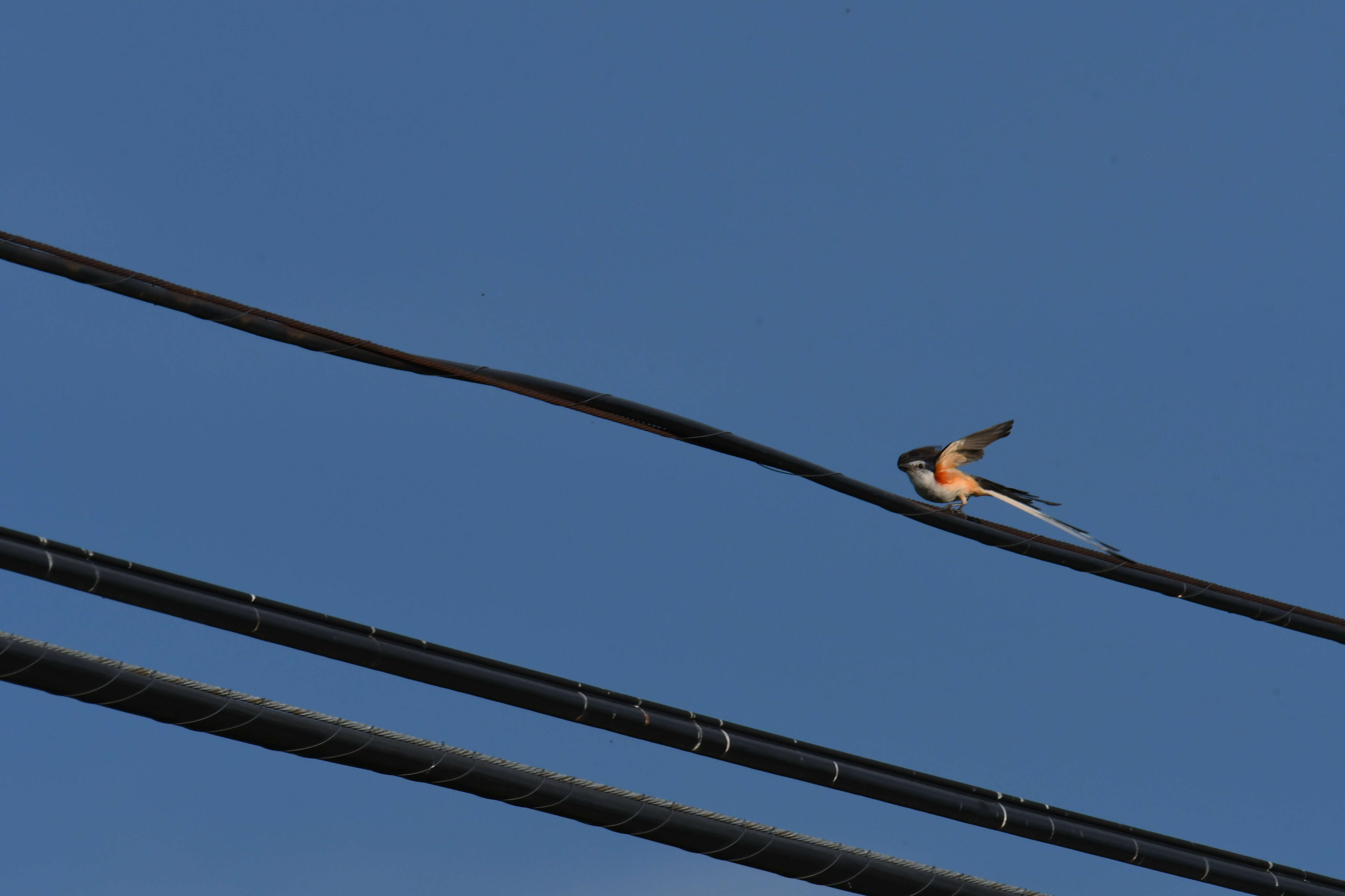 Image of Scissor-tailed Flycatcher