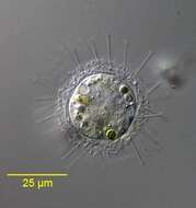 Image of <i>Raphidocystis tubifera</i>