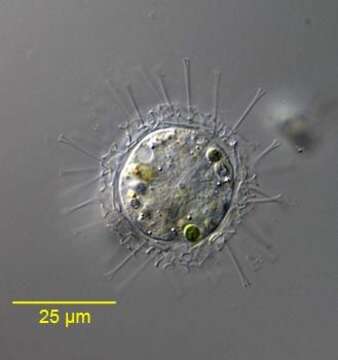 Image of <i>Raphidocystis tubifera</i>