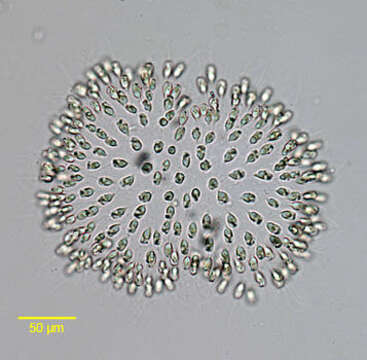 Image of Uroglena volvox