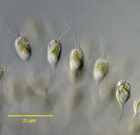 Image of Uroglena volvox