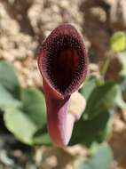 Image of Andalusian Dutchman's Pipe