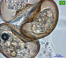 صورة Arcellidae