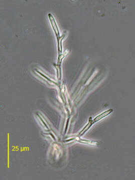 Imagem de Microthamnion strictissimum Rabenhorst 1859