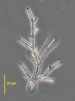 Image of Microthamnion strictissimum Rabenhorst 1859