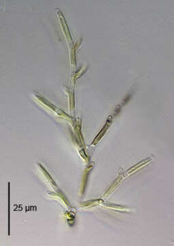 Image of Microthamnion strictissimum Rabenhorst 1859