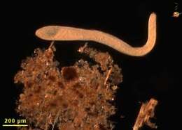 Image of Spirostomum ambiguum