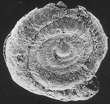 Image of Spirillinida