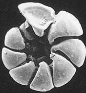 Слика од Ammonia batava (Hofker 1951)