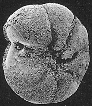 Слика од Ammonia batava (Hofker 1951)