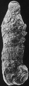 Image of Discamminidae