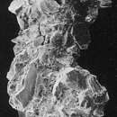 Image of Ammoscalaria tenuimargo (Brady 1882)