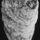 Image de Ammotium cassis (Parker 1870)