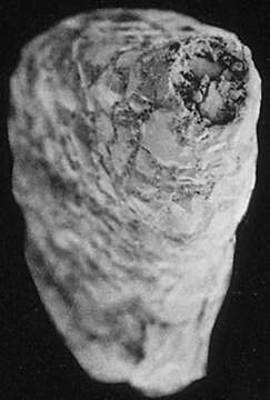 Image of Ammotium Loeblich & Tappan 1953