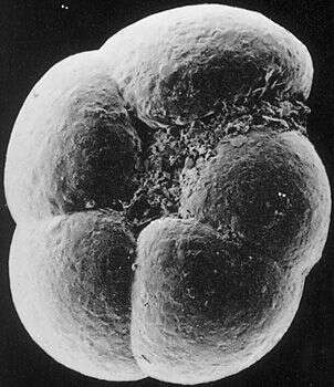 Слика од Recurvoidella bradyi (Robertson 1891)