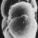 Image of Recurvoidella bradyi (Robertson 1891)