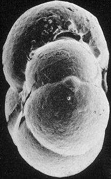 Слика од Recurvoidella bradyi (Robertson 1891)