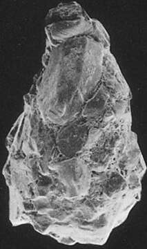 Image de Lagenammina arenulata (Skinner 1961)