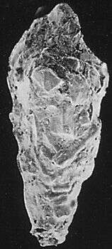 Image of Hormosinina Haeckel 1894