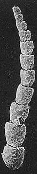 Image of Leptohalysis Loeblich & Tappan 1984