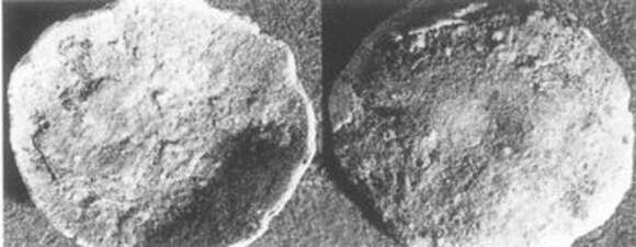 Image of Orbitoidoidea Schwager 1876