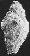 Image of Reophax subfusiformis Earland Em. Höglund 1947
