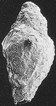 Image de Reophax subfusiformis Earland Em. Höglund 1947