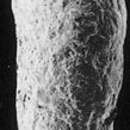 Image de Spiroplectammina biformis (Parker & Jones 1865)
