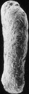 Image de Spiroplectammina biformis (Parker & Jones 1865)