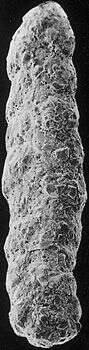 Image of Spiroplectamminidae Cushman 1927