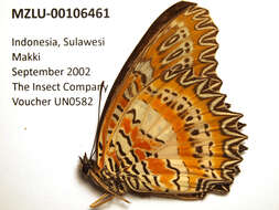 Cethosia biblis Drury 1770 resmi