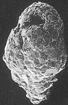 Image of Textulariia