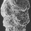 Image of Eggerelloides medius (Höglund 1947)