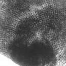 Sivun Orbitosiphon punjabensis (Davies 1937) kuva