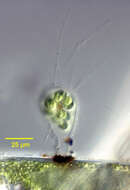 صورة Apiocystis brauniana Nägeli 1849