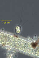 صورة Apiocystis brauniana Nägeli 1849