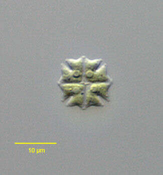 Image of Stauridium