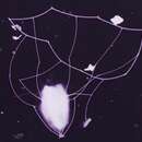 Image of choanoflagellate