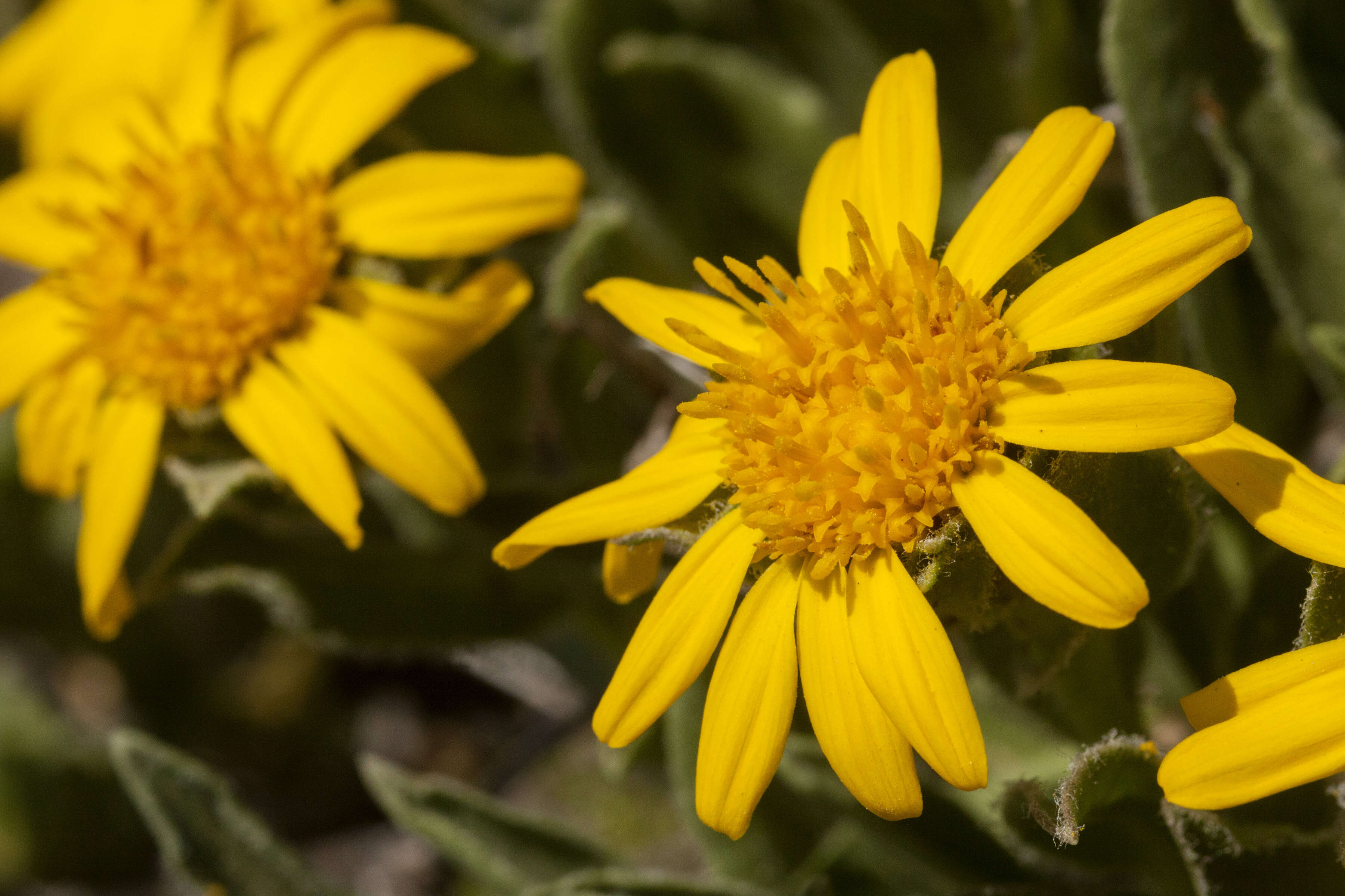 Image of alpine false goldenaster