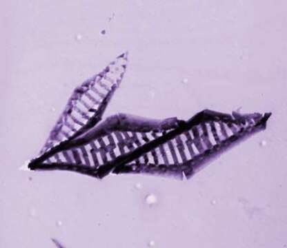 Image of Haptista